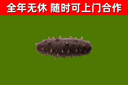 杜尔伯特县烟酒回收干海参.jpg